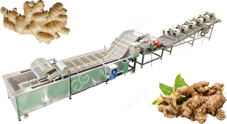 ginger washign and drying line